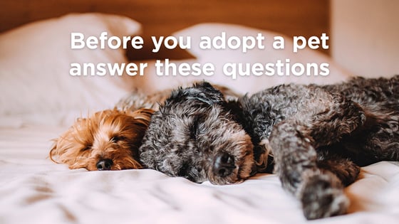 4 Questions to Ask Yourself Before You Adopt a Pet