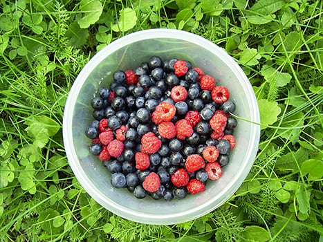 pick-fresh-berries