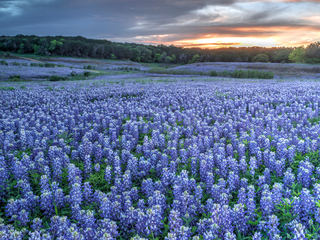 Texas Mortgage Lender (1)